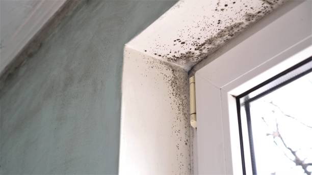 Best Commercial Mold Removal  in Aiken, SC
