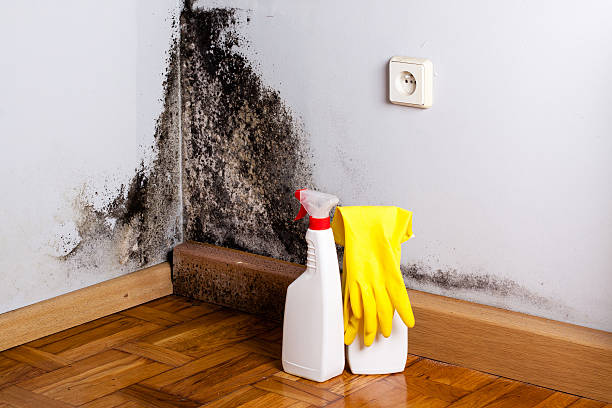 Best Mold Damage Repair  in Aiken, SC