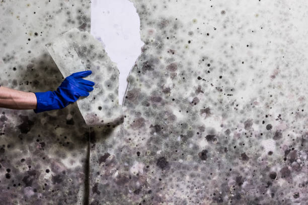 Best Fast Mold Removal  in Aiken, SC