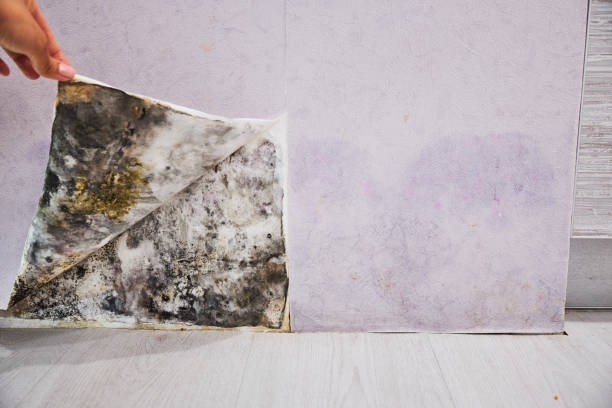 Reliable Aiken, SC Mold Removal Solutions